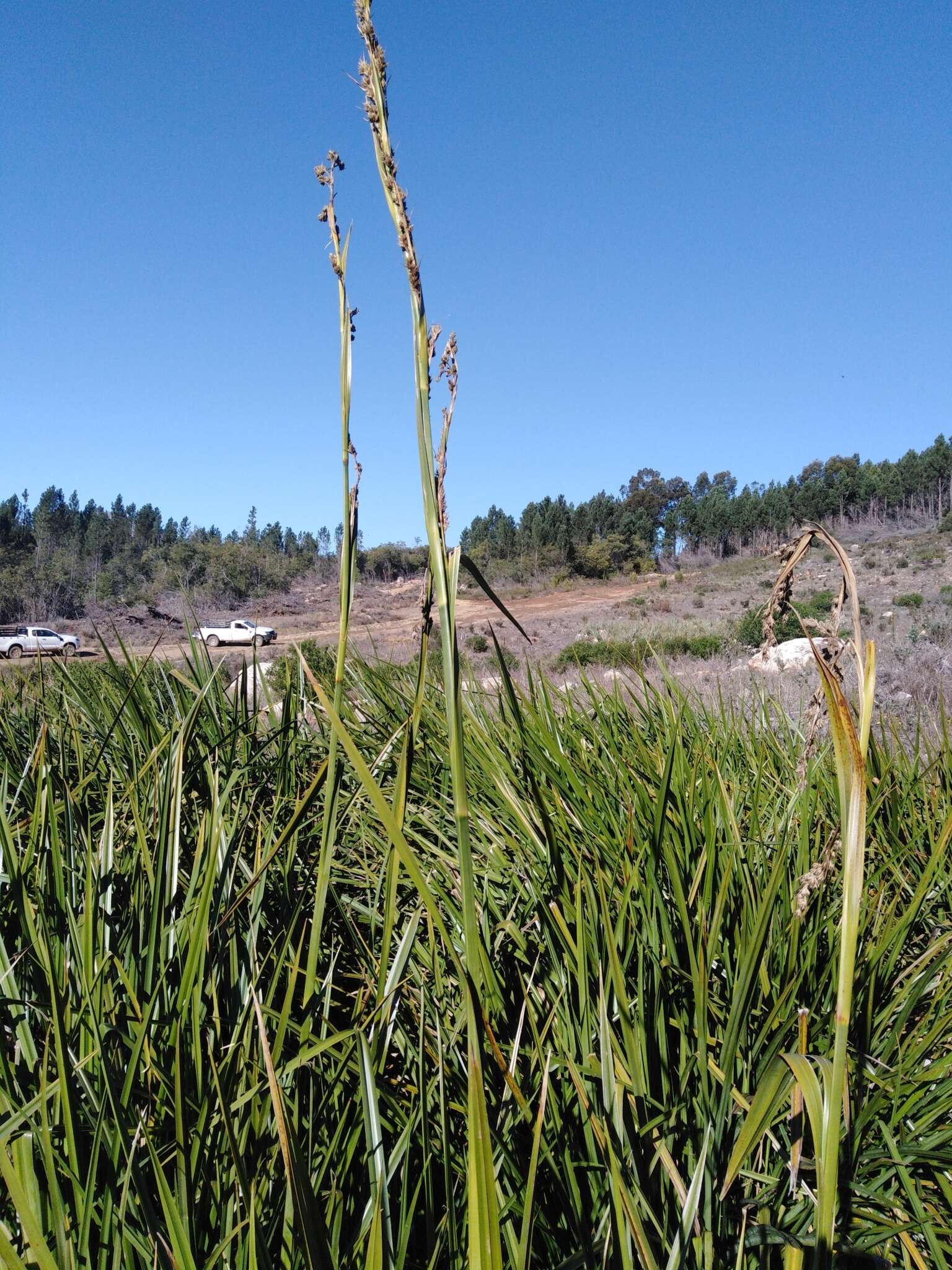 Plancia ëd Carpha glomerata Nees