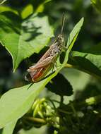 Image de Chorthippus (Glyptobothrus) brunneus subsp. brunneus (Thunberg 1815)