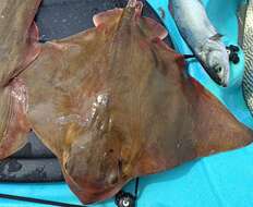Image of Southern Eagle Ray