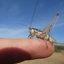 Imagem de Pterolepis pedata Costa & A. 1882