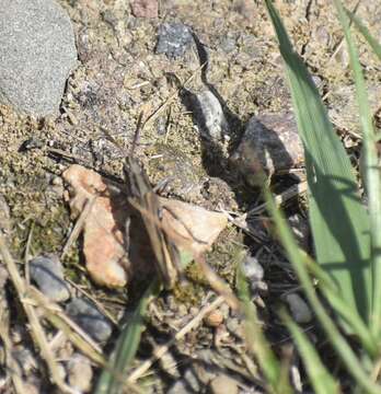 Image of Chimarocephala elongata Rentz & D. C. F. 1977