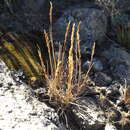 Image de Agrostis tolucensis Kunth