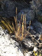 Image of Agrostis tolucensis Kunth