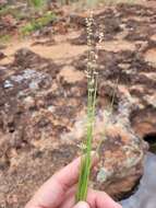 صورة Eragrostis elongata (Willd.) J. Jacq.