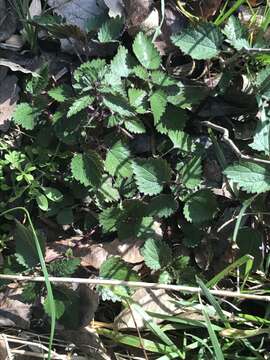 Image of heartleaf nettle