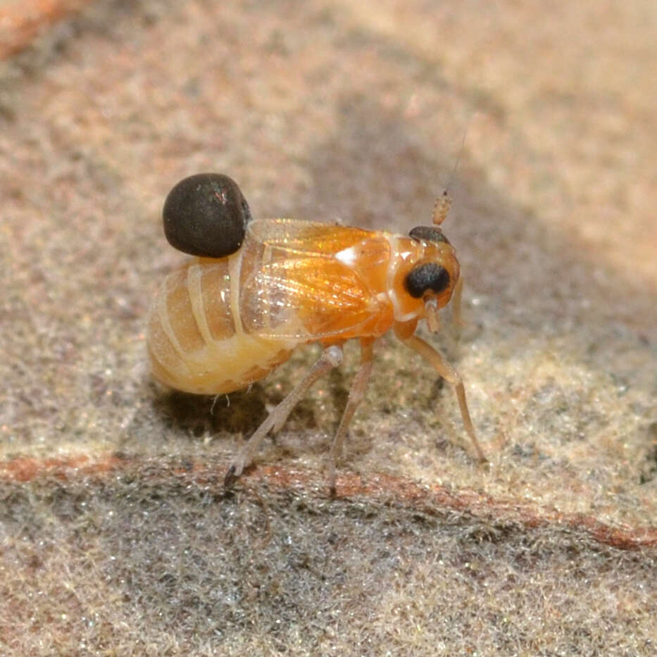 Image of Flavoclypeus andromedus (Van Duzee 1907)