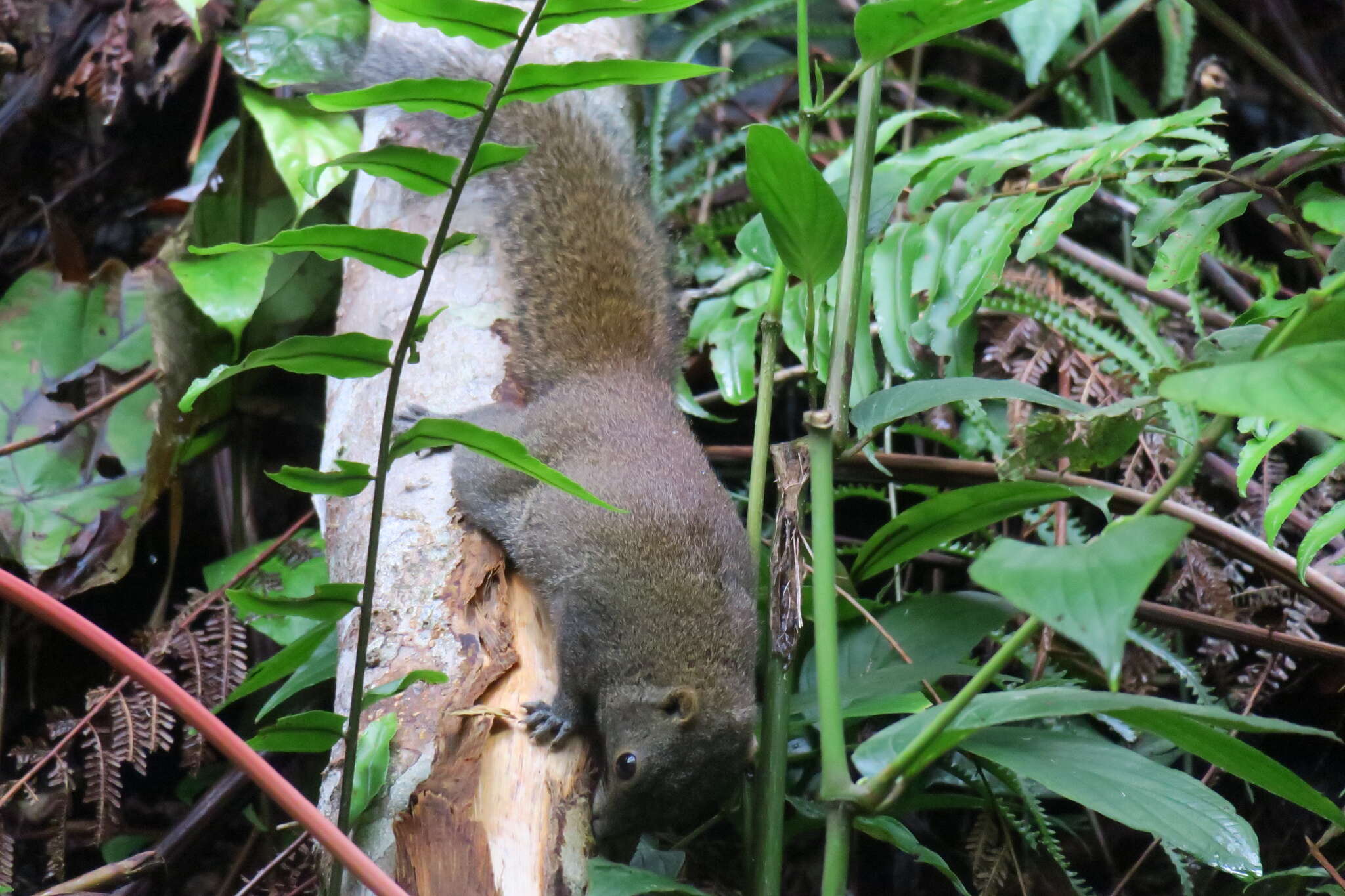 Image of Gray-bellied Squirrel