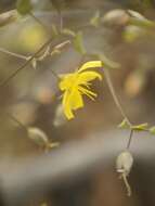 Image de Hesperolinon adenophyllum (Gray) Small