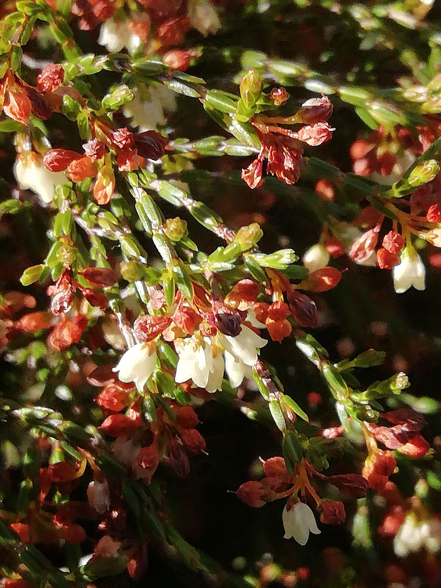 Image of Erica multiflexuosa E. G. H. Oliver