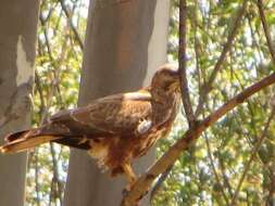 Imagem de Buteo buteo vulpinus (Gloger 1833)