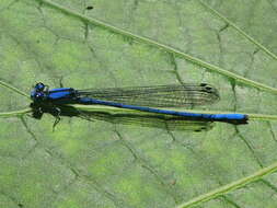 Image of Argia medullaris Hagen ex Selys 1865