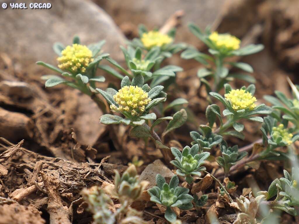 Sivun Alyssum szovitsianum Fisch. & C. A. Mey. kuva