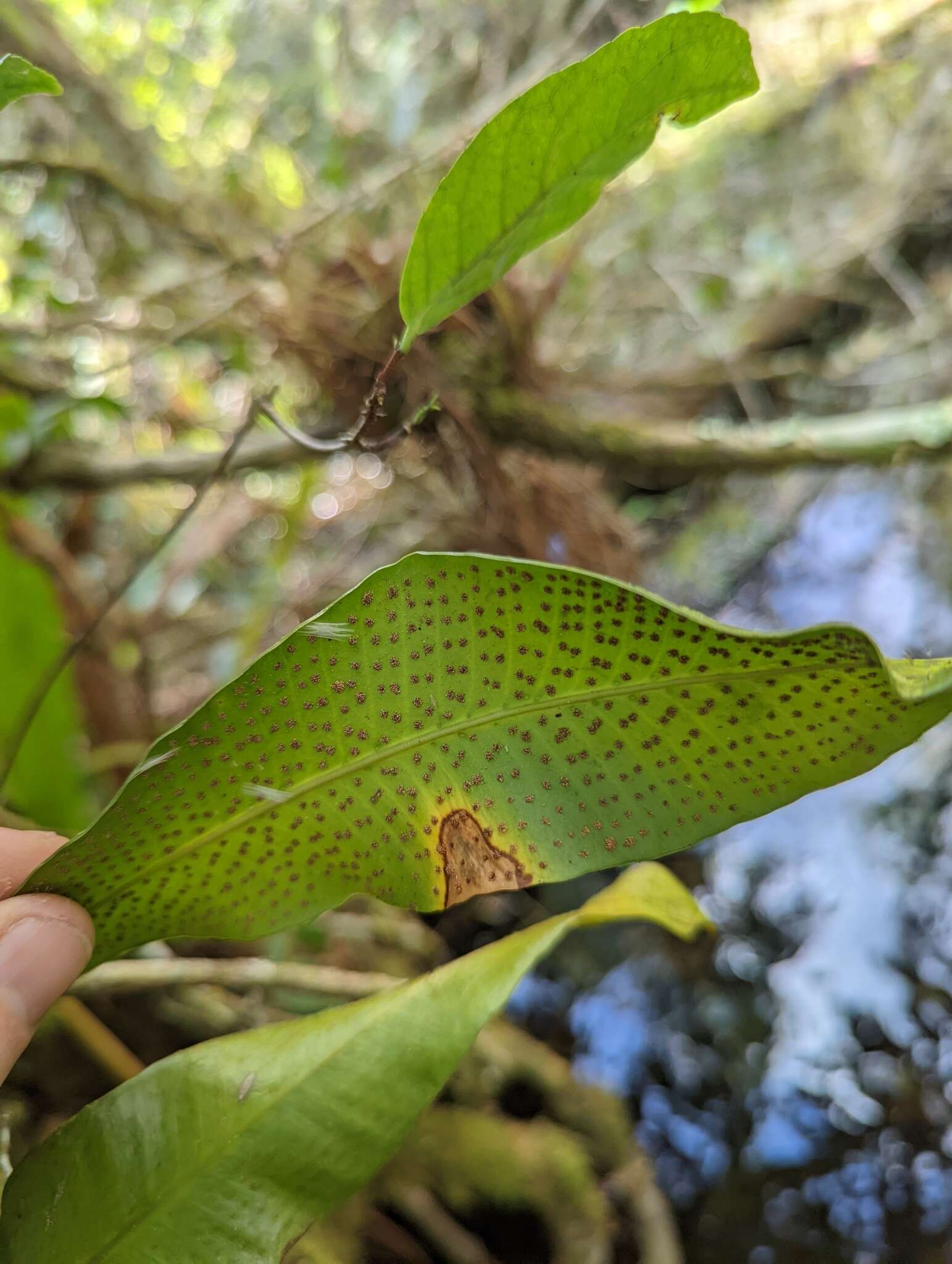 Imagem de Campyloneurum costatum (Kunze) C. Presl