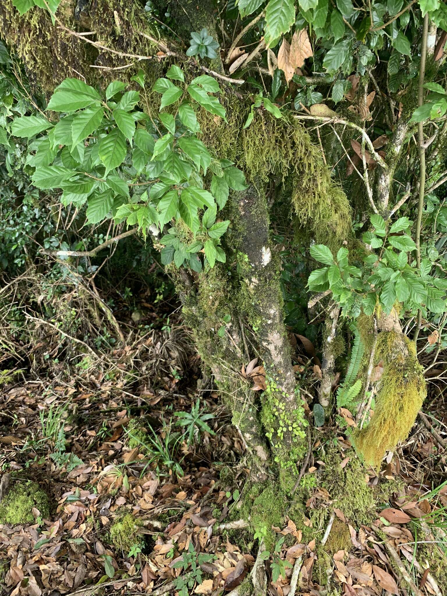 Image of Lithocarpus corneus (Lour.) Rehder