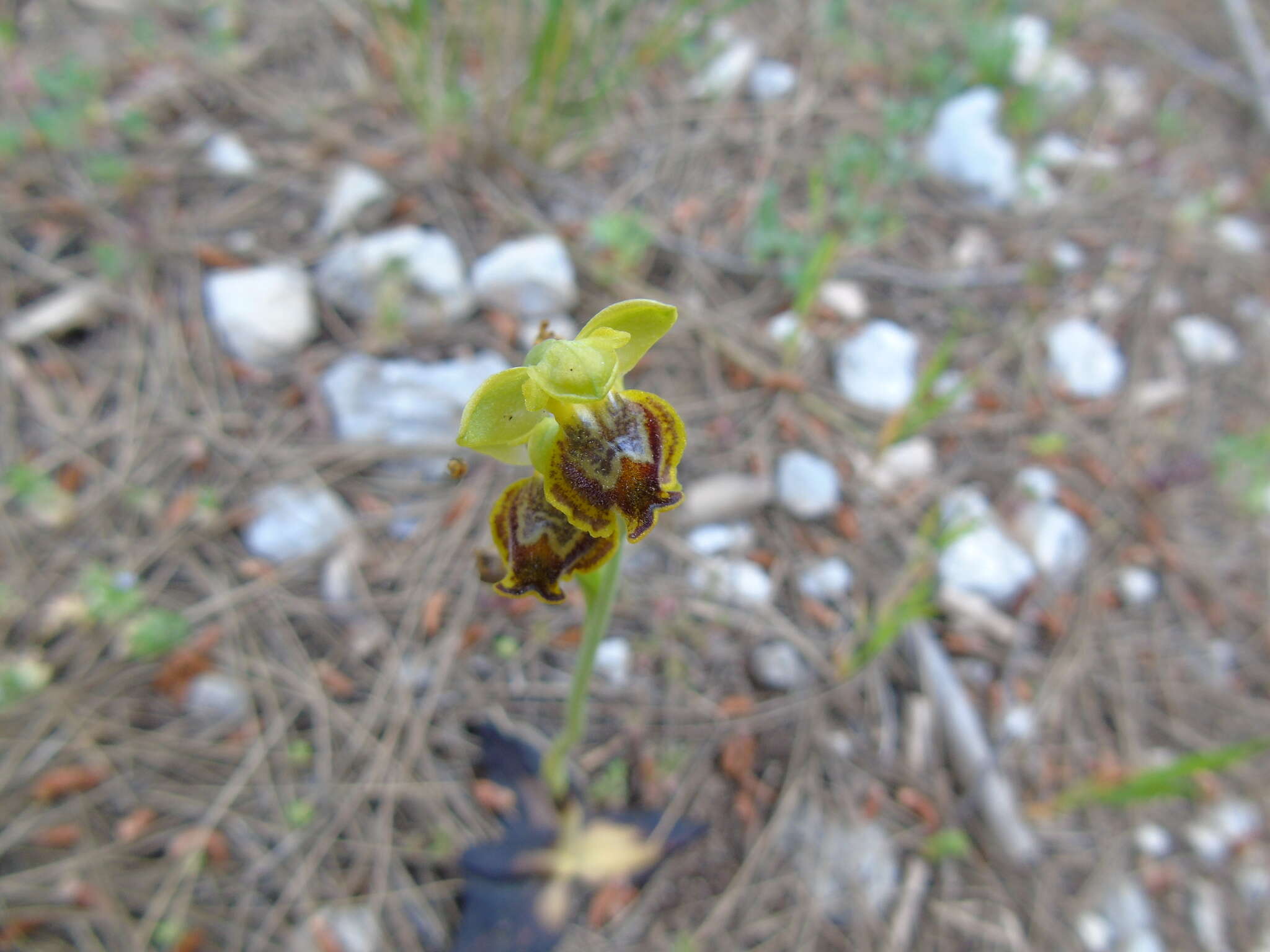 Image of Ophrys lutea subsp. melena Renz