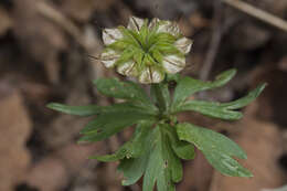 Plancia ëd Eranthis stellata Maxim.