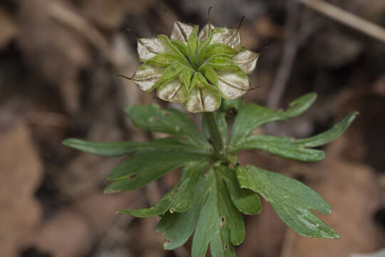 Imagem de Eranthis stellata Maxim.