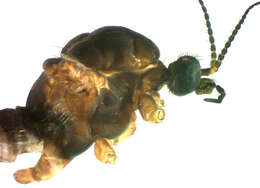 Image of Molophilus barringtonensis