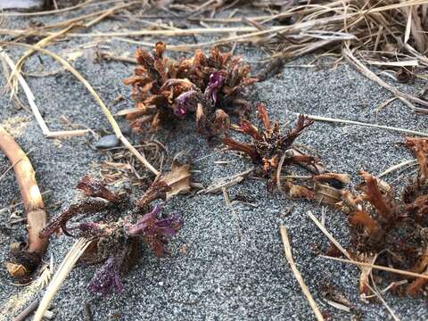 Image of California broomrape