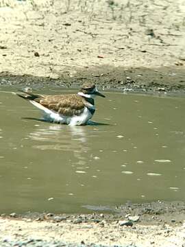 Image of Charadrius vociferus vociferus Linnaeus 1758