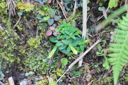 صورة Gentiana flavomaculata var. yuanyanghuensis Chih H. Chen & J. C. Wang