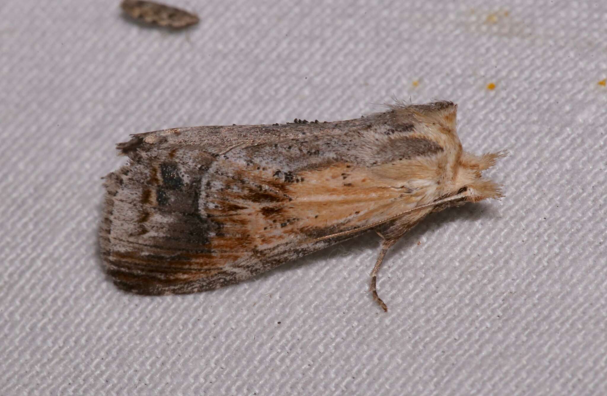 Image of Dasylophia punctagorda