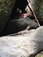 Image of Water  Anole