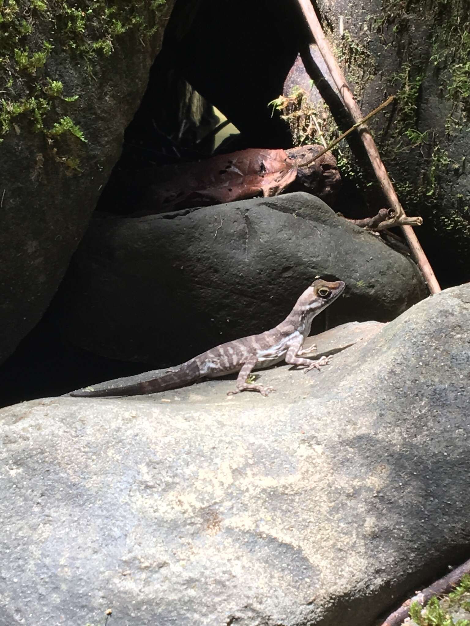 Image of Water  Anole