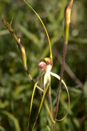 Image of Daddy-long-legs spider orchid