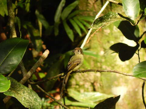 Image of Sepia-capped Flycatcher