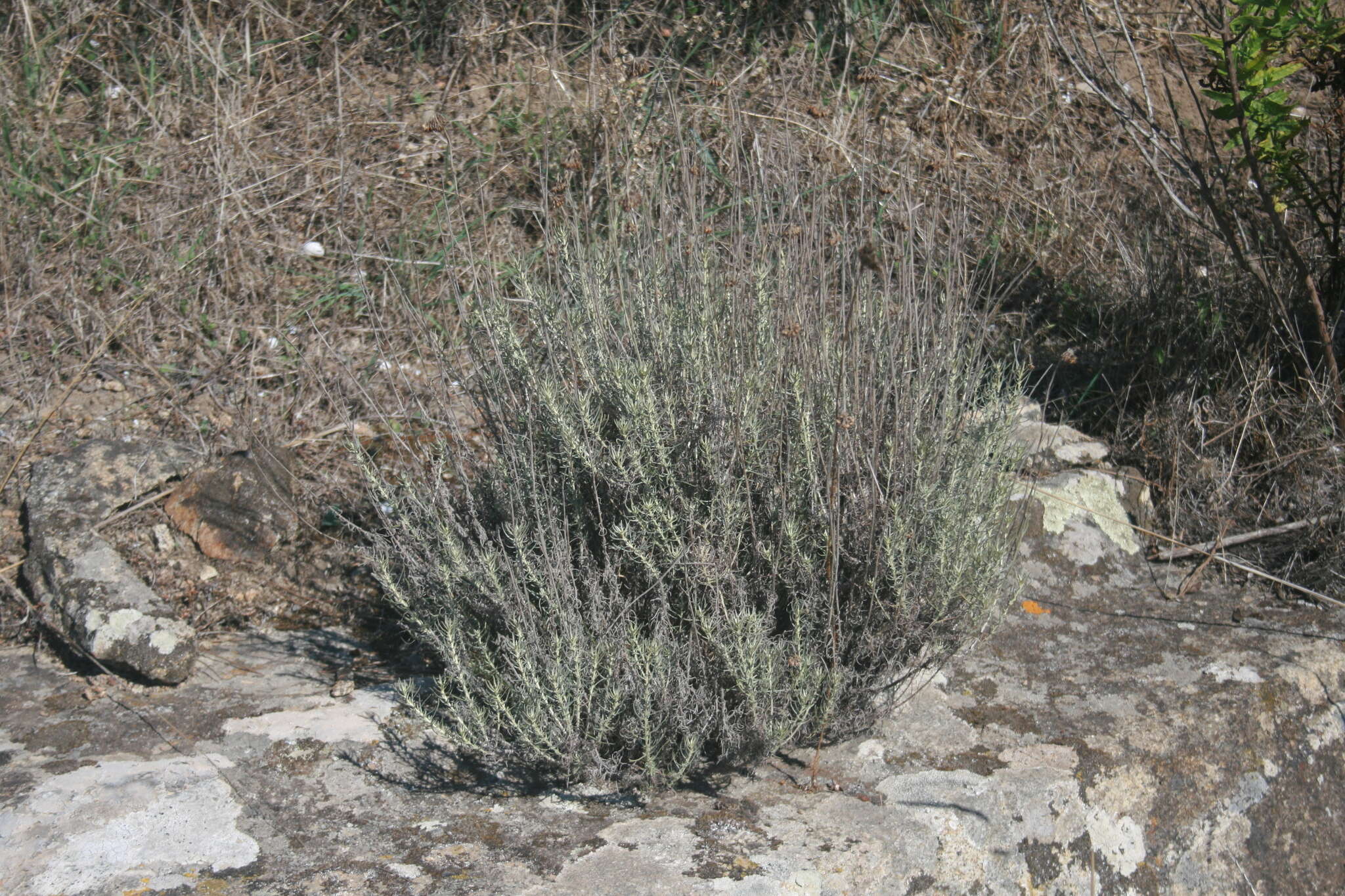 Image of Helichrysum italicum subsp. italicum