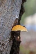 Image of Crepidotus eucalyptorum Cleland 1924