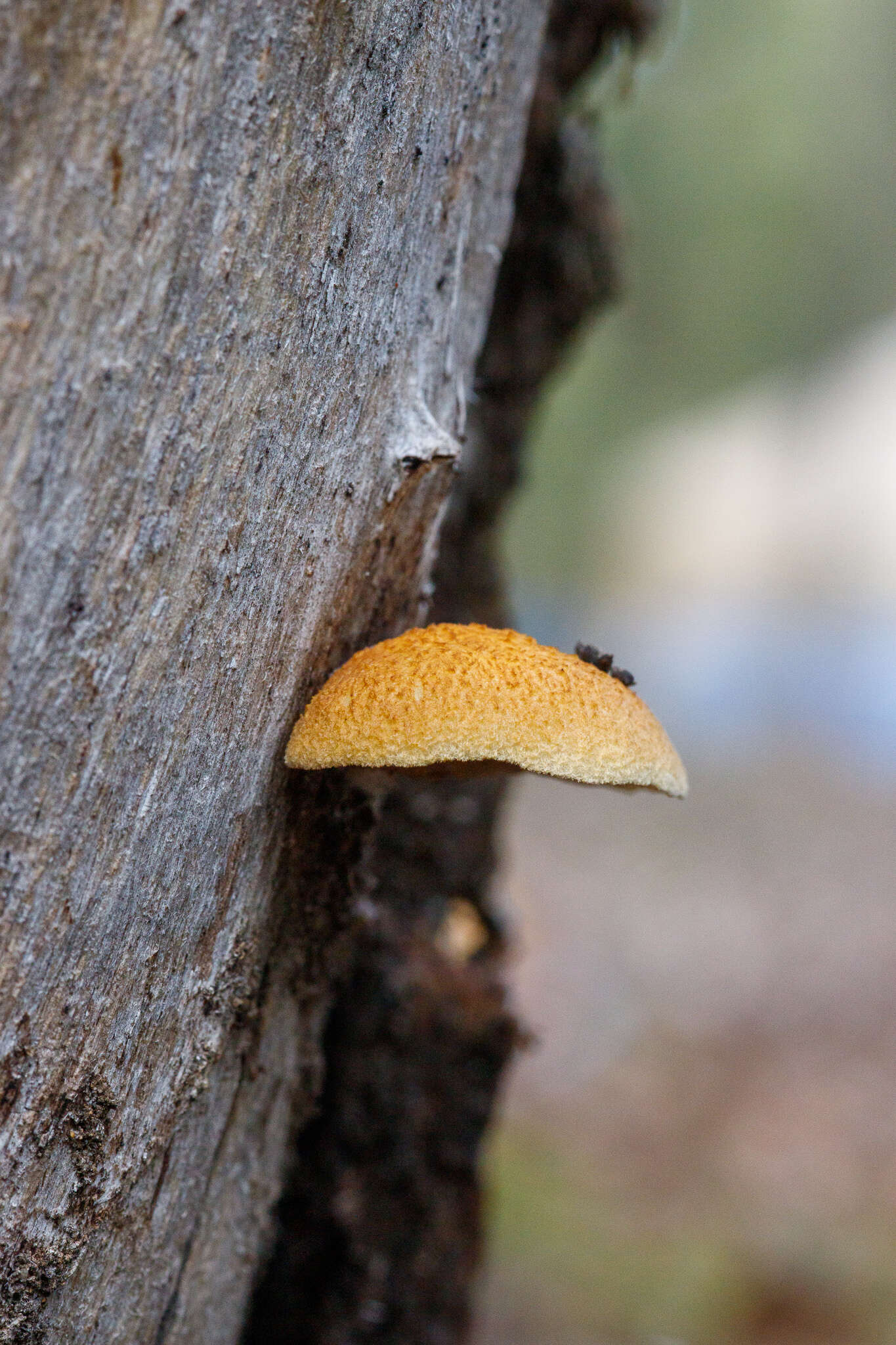 Image of Crepidotus eucalyptorum Cleland 1924