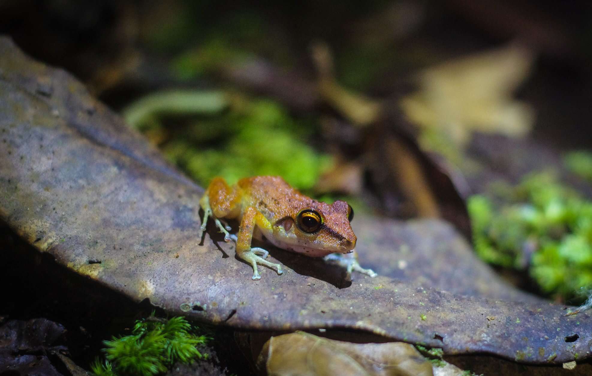 Image of Pristimantis zeuctotylus (Lynch & Hoogmoed 1977)