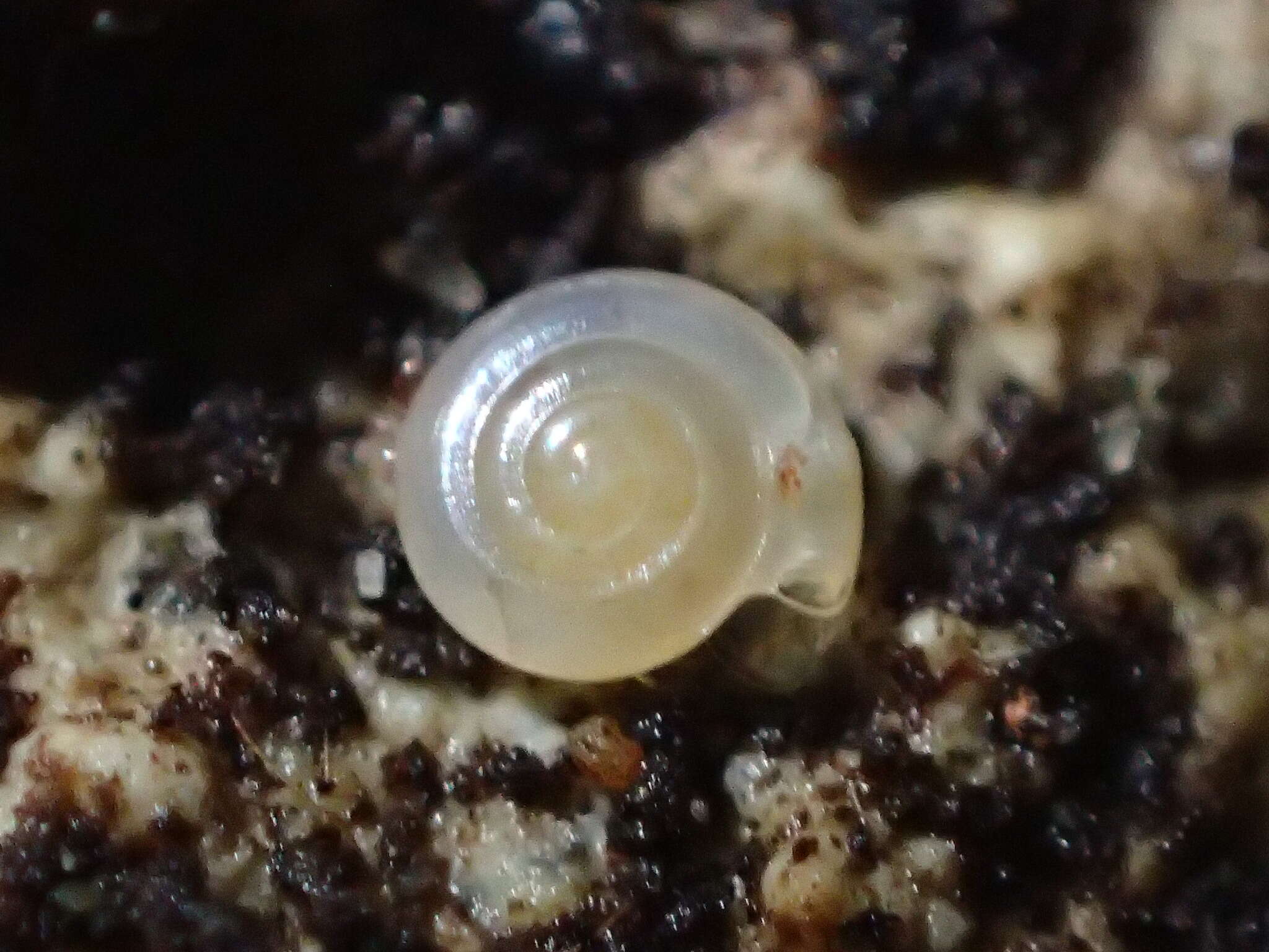 Image of milky crystal snail