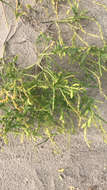 Imagem de Cakile maritima subsp. maritima