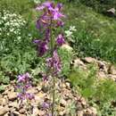 Imagem de Hesperis thyrsoidea Boiss.