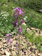 Image of Hesperis thyrsoidea Boiss.