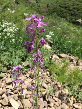 Imagem de Hesperis thyrsoidea Boiss.