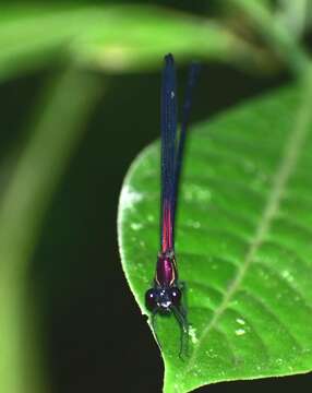 Image of Hetaerina fuscoguttata Selys 1878