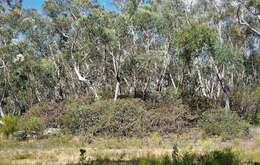 Image of Banksia penicillata (A. S. George) K. Thiele