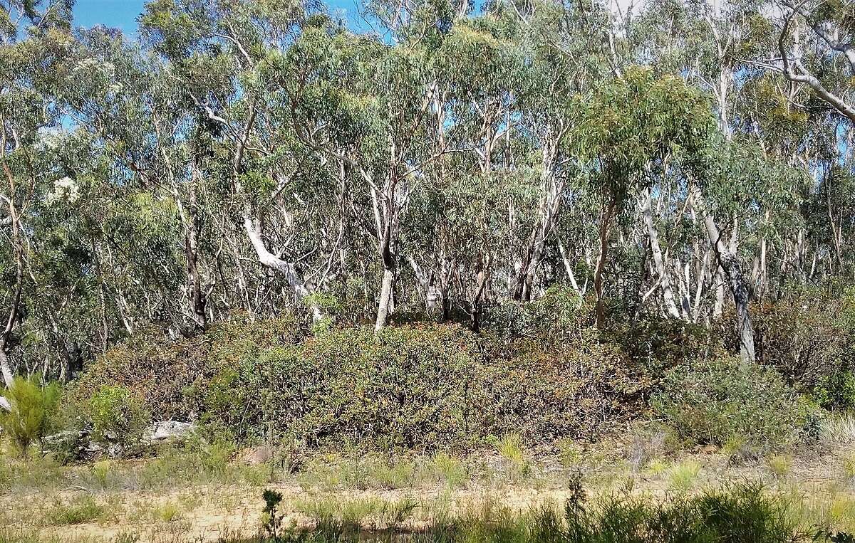 Image of Banksia penicillata (A. S. George) K. Thiele