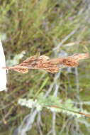Image of Thamnochortus fruticosus P. J. Bergius