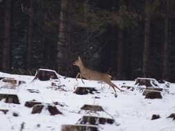 Sivun Metsäkauriit kuva