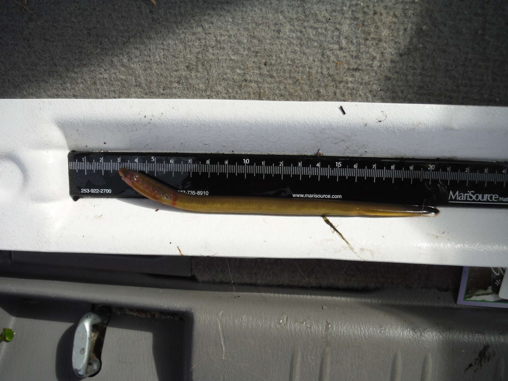 Image of Western Brook Lamprey