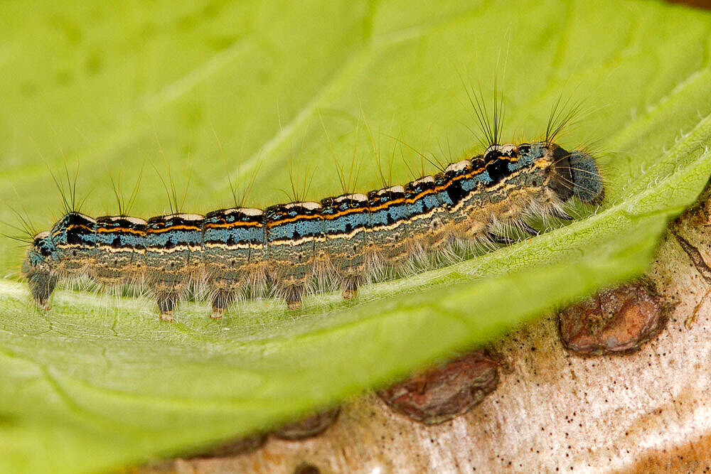 Image of Forest Tent Caterpillar Moth