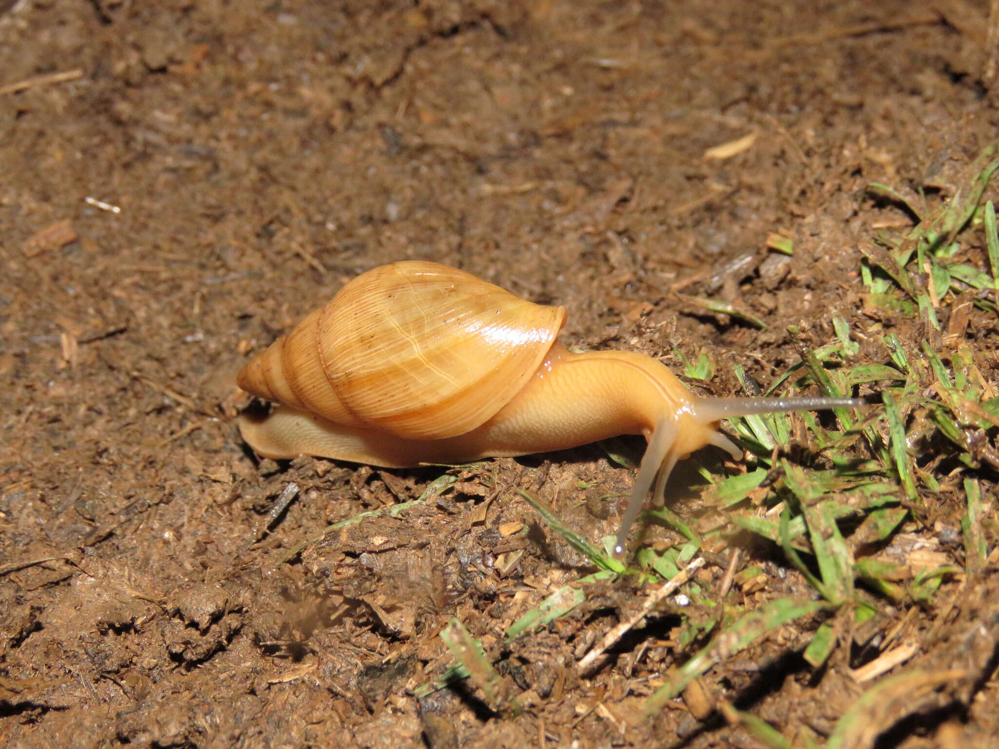 Image of Euglandina striata (O. F. Müller 1774)