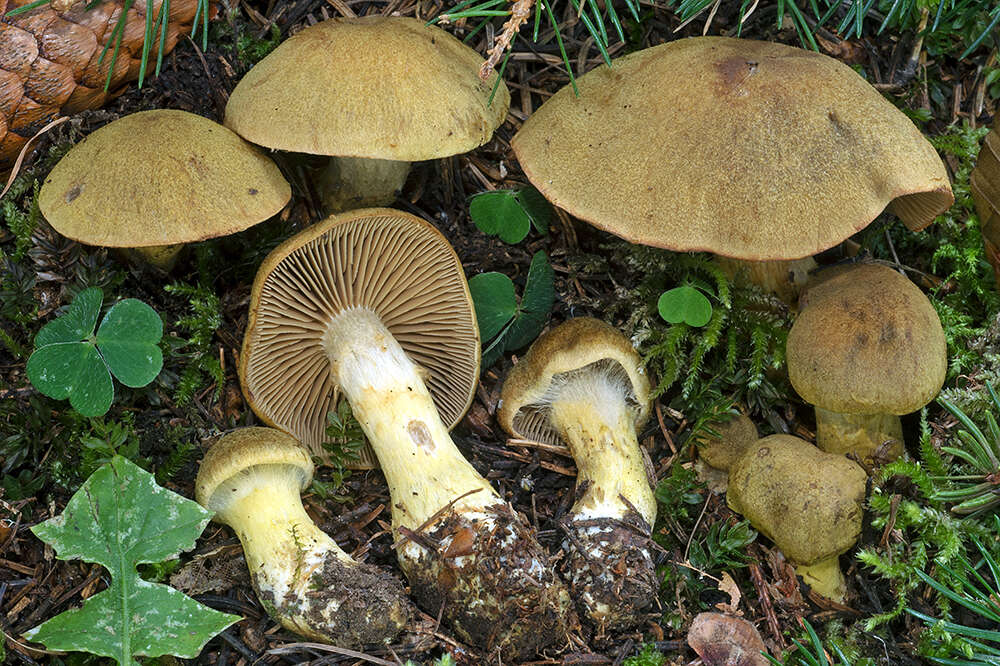 Слика од Cortinarius venetus (Fr.) Fr. 1838