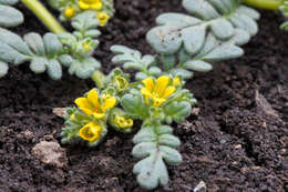 Image of Playa Yellow Scorpion-Weed