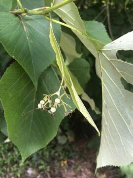 Слика од Tilia americana var. heterophylla (Vent.) Loudon